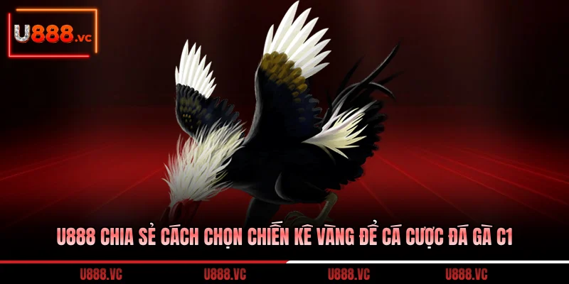 u888-chia-se-cach-chon-chien-ke-vang-de-ca-cuoc-da-ga-c1
